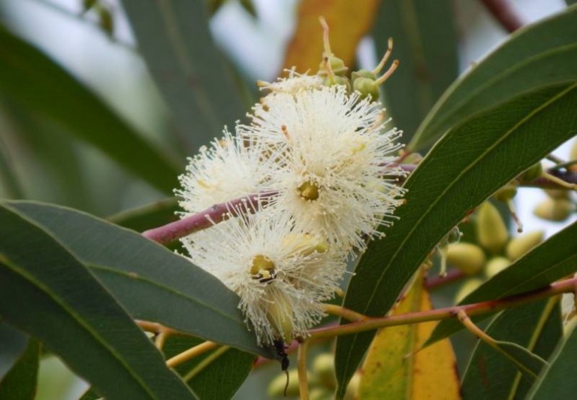Citromillatú eukaliptusz, Eucalyptus citriodora syn Corymbia citriodora, évelő, fásszárú